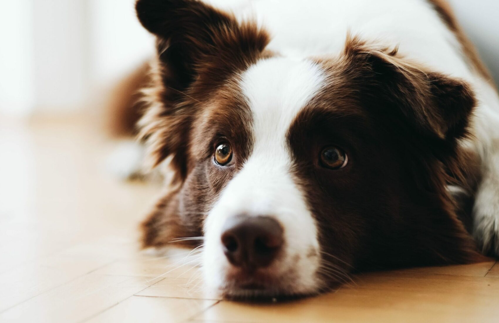 anna-dudkova--KWX2LlZ_3M-unsplash