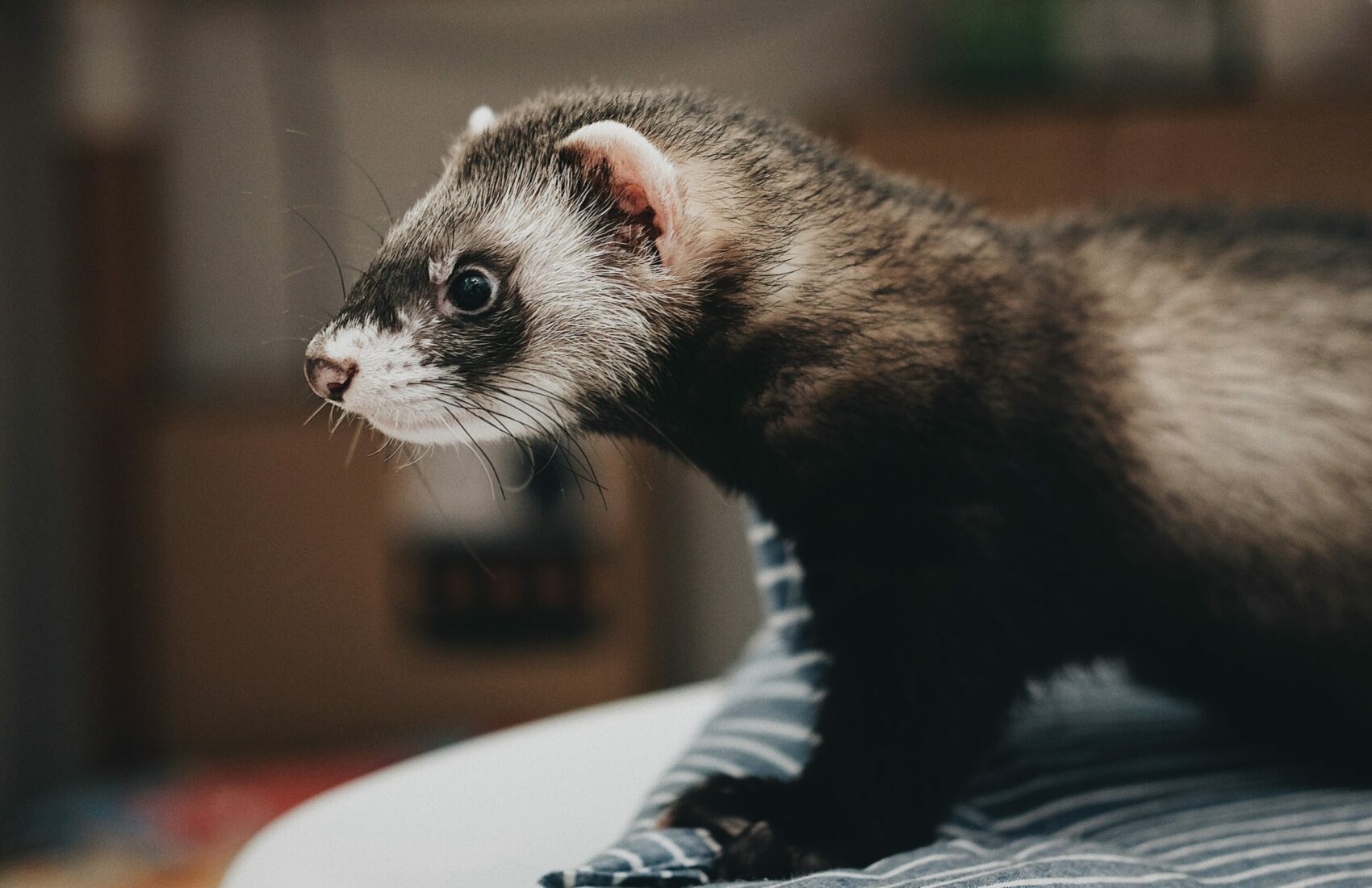steve-tsang-FnpFMheGjH0-unsplash